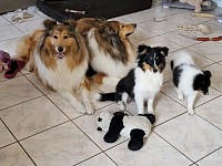 Meine 2 Collie Hündinnen und meine Shelties