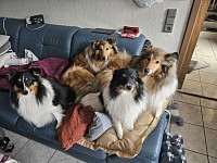 Das sind unsere Collies in sable Bonnie und Ronja und unsere 2 Shelties